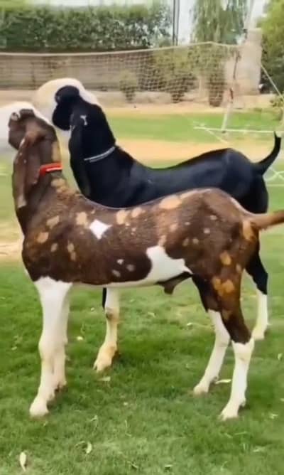 2 Bakre For Sale Call number:03147608930