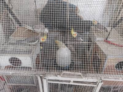 11 cocktails colony for sale with cage and eggs