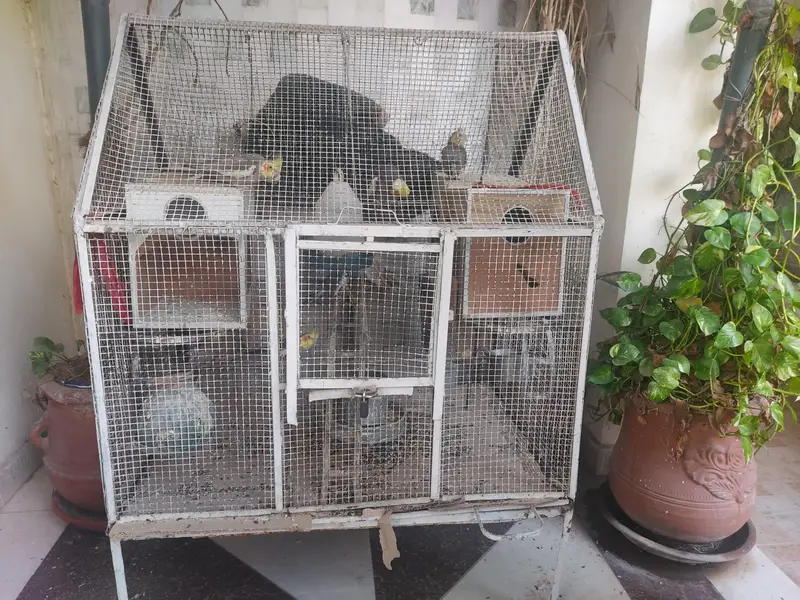 8 cocktails colony for sale with cage and eggs — photo 2