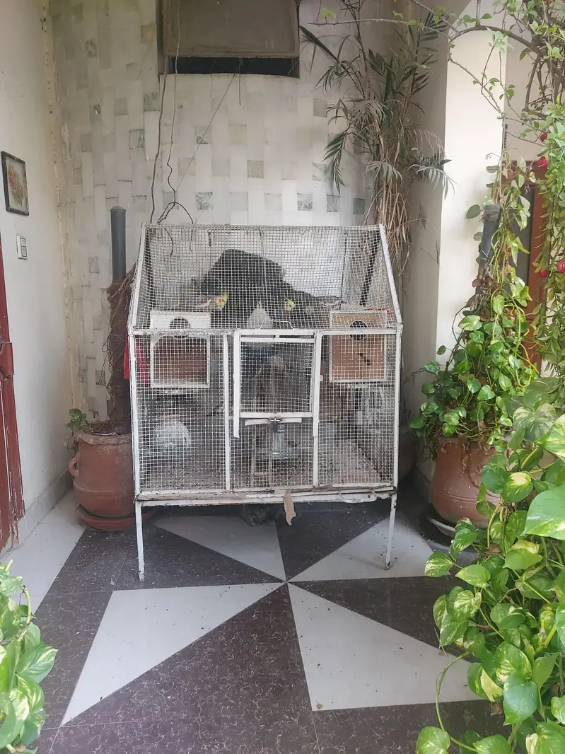 8 cocktails colony for sale with cage and eggs — photo 3