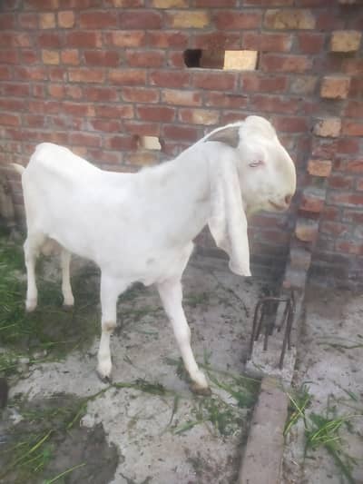 2 dant fresh khasi bakra