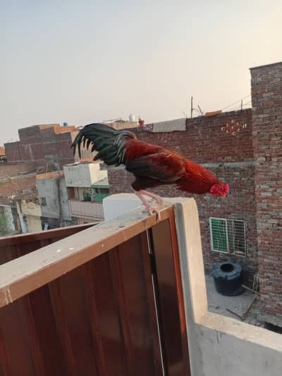 Aseel Murga for sale