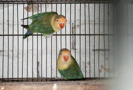 parblue Opline spilt INO