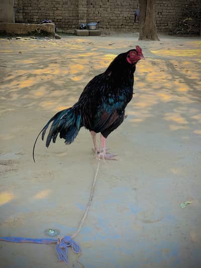  100% Pure Aseel Murgha – Breeding Quality – Strong Bone