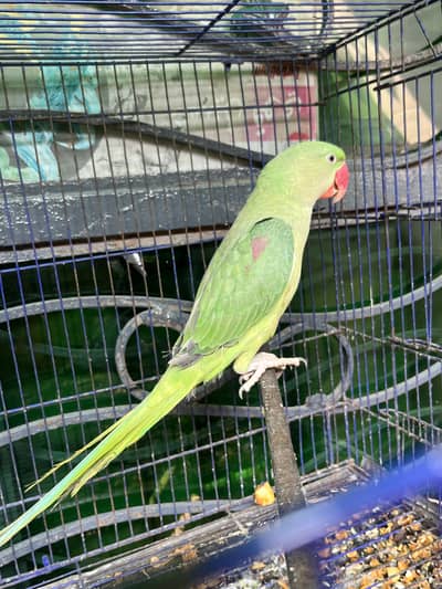 Raw female parrot