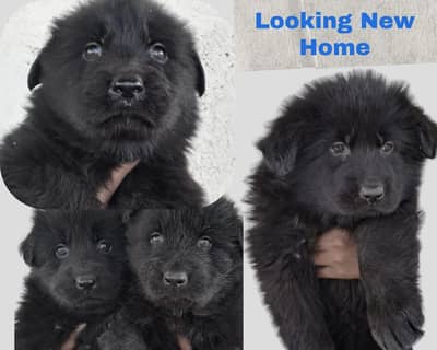 Black Shepherd Puppies