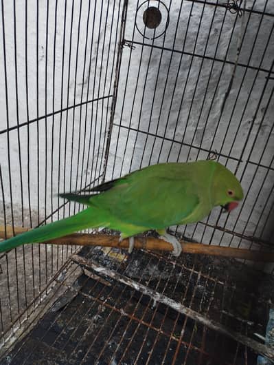 Green Ringneck katha Parrot  0321-6000426