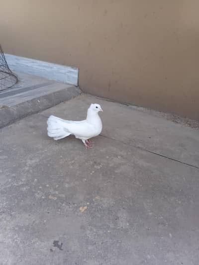 Black mukhiara  male or brown female for sale