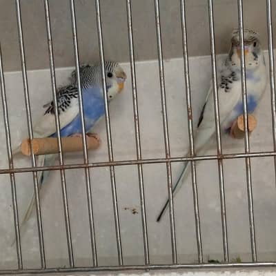 Hogoromo Offspring in backfrill with missing petals