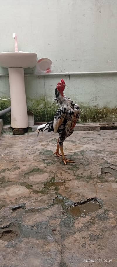 aseel (breed cheena)