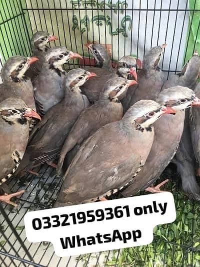 Chand Chakore Pathey Available