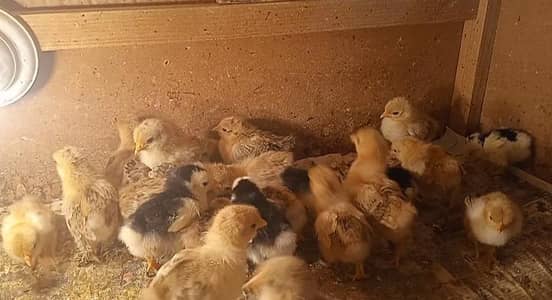 Mottled Porcelain Bantam Silki sultan polish