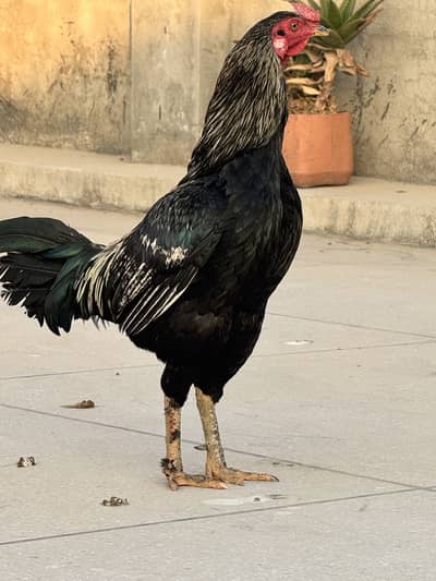 Aseel Murgha for sale