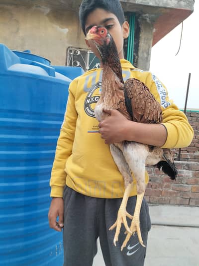Japanese shamo female