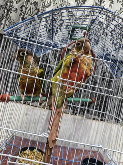 Proven Breeding Pair Yellow Sided & Pineapple Conure