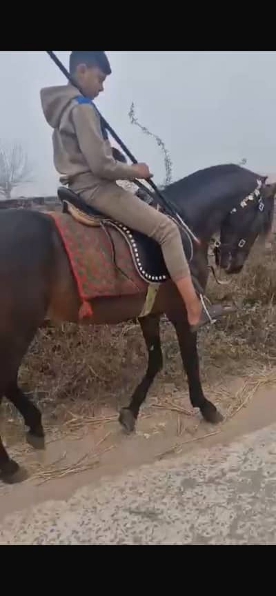 Mushka chal baz neza baz ghora