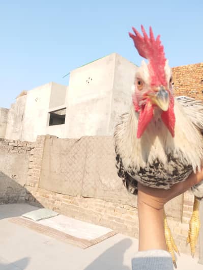White Desi rooster 