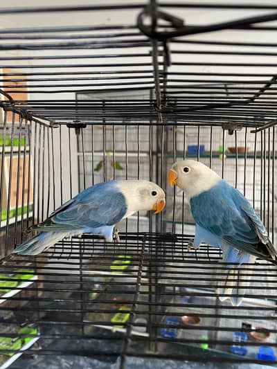 Lovebirds available for sale