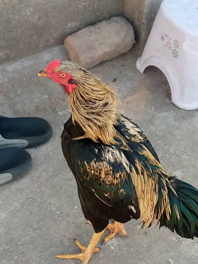 Aseel murga for sale home bread healthy