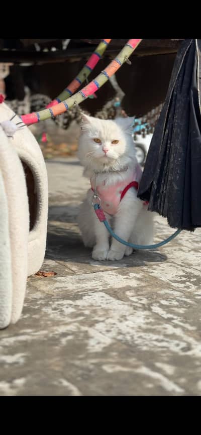 Beautiful Persian cat