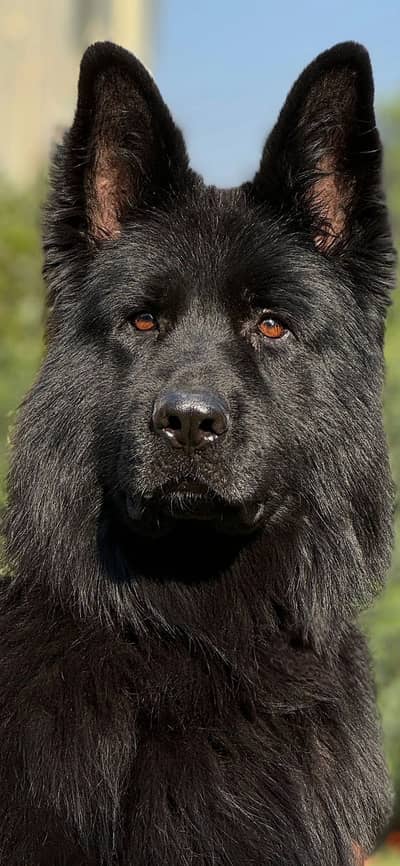 Black german shepherd