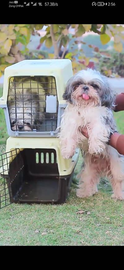 ShitzoO Dog - Dog for Sale