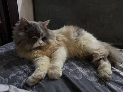 Persian Cat for sale