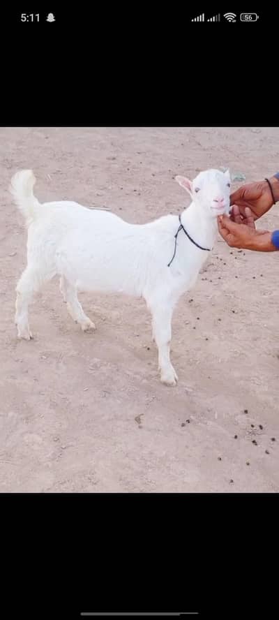 GULABI MUNDA GENIUNE CODO