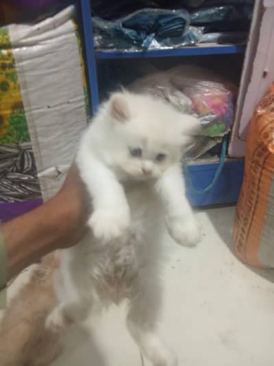 Persian kittens available in all kind of breeds