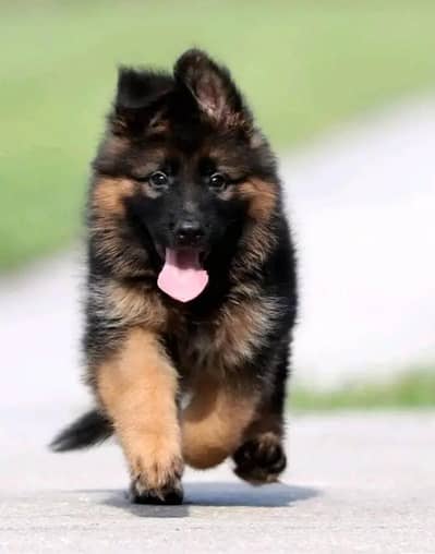 German shepherd puppy 03276946635 Whatsapp no
