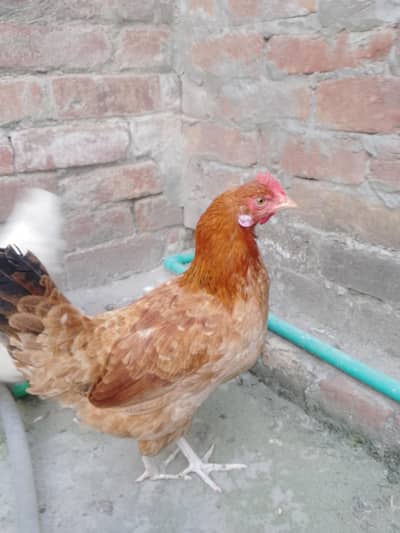 Golden misri For sell