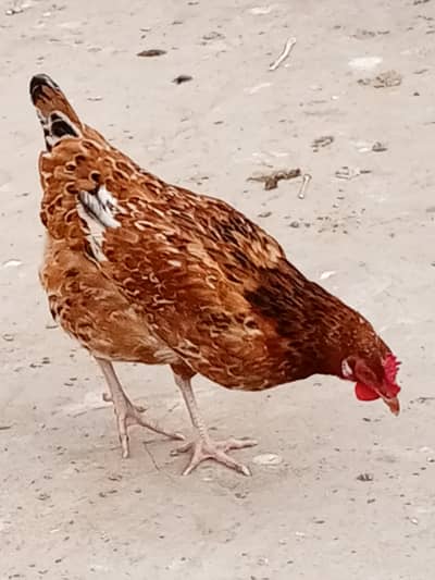 Golden Misri Egg Laying Hens
