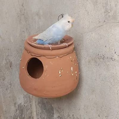 Whole Setup For Sale (Boxes, Matkiyan, Bartan, Sticks, Cages)