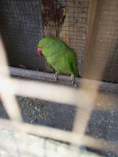 ring nick female parrot