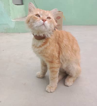 Persian  Yellow Cat Urgent Sale!