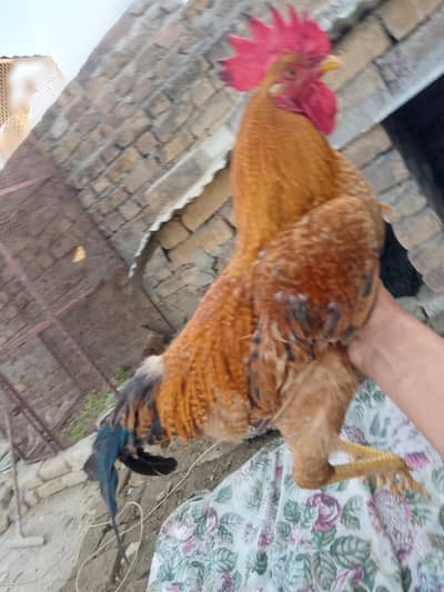 Beautiful Breeder Rooster