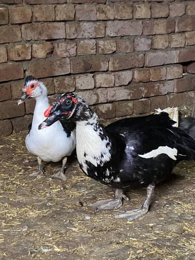 Muscovy Duck | Mug Duck | Bathak | Moscov Duck Available