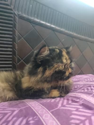 Female Persian Cat for Sale