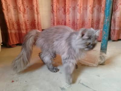 my home pat cute cat