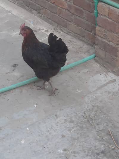 desi murgi ande de rhi hai . aseel murgha  1500 murgi 6500 murgha