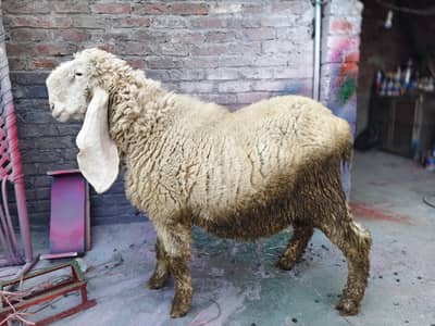 Kajla Complete White kakka