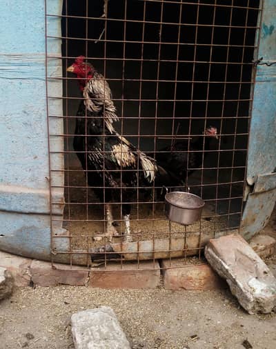 Imported Thai Vietnam burmi