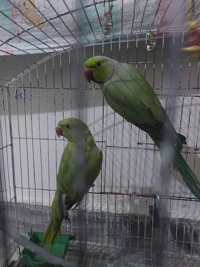 Ringneck pair