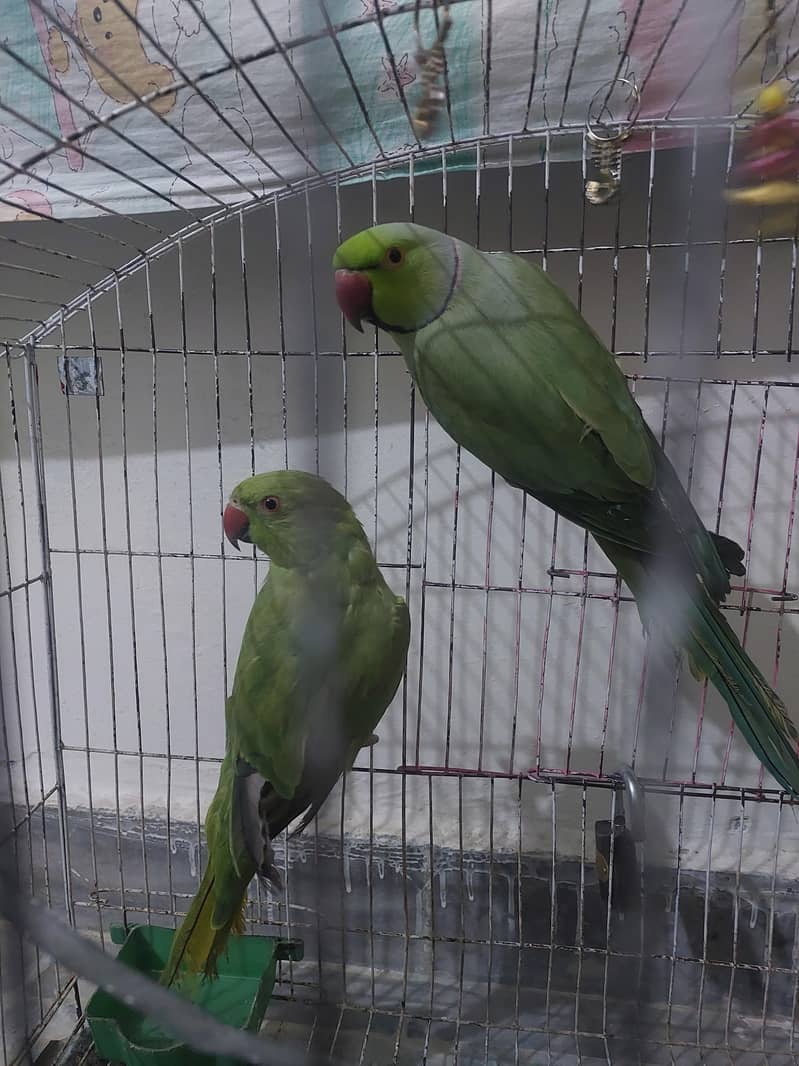 Ringneck pair 0