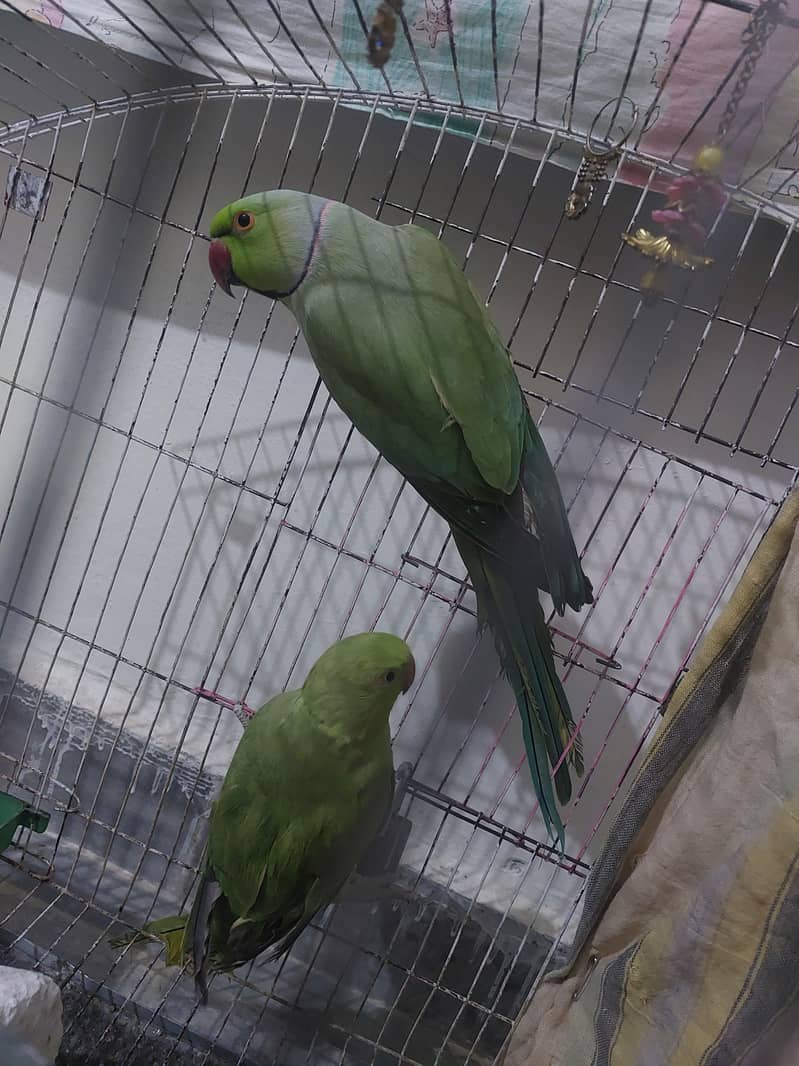 Ringneck pair 1