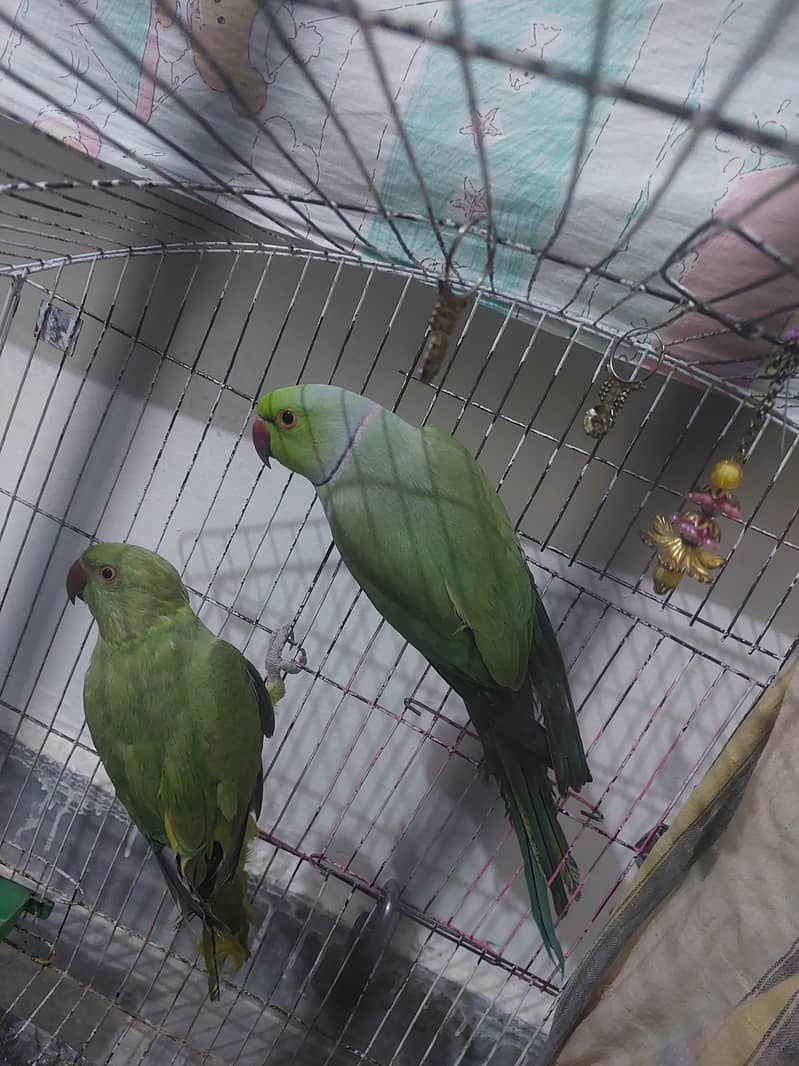 Ringneck pair 2
