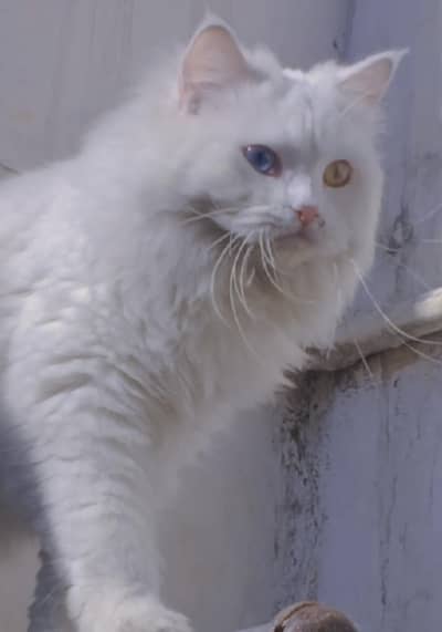 white colour for dice three face