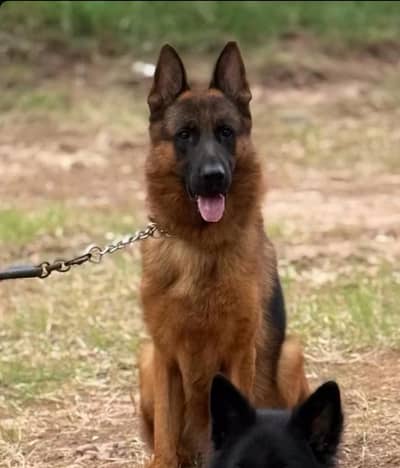 German Shepherd double coat heavy bone puppies