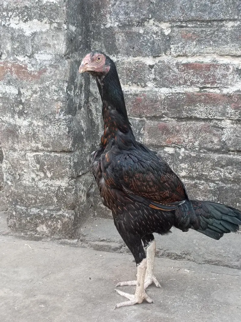 Breeder Female