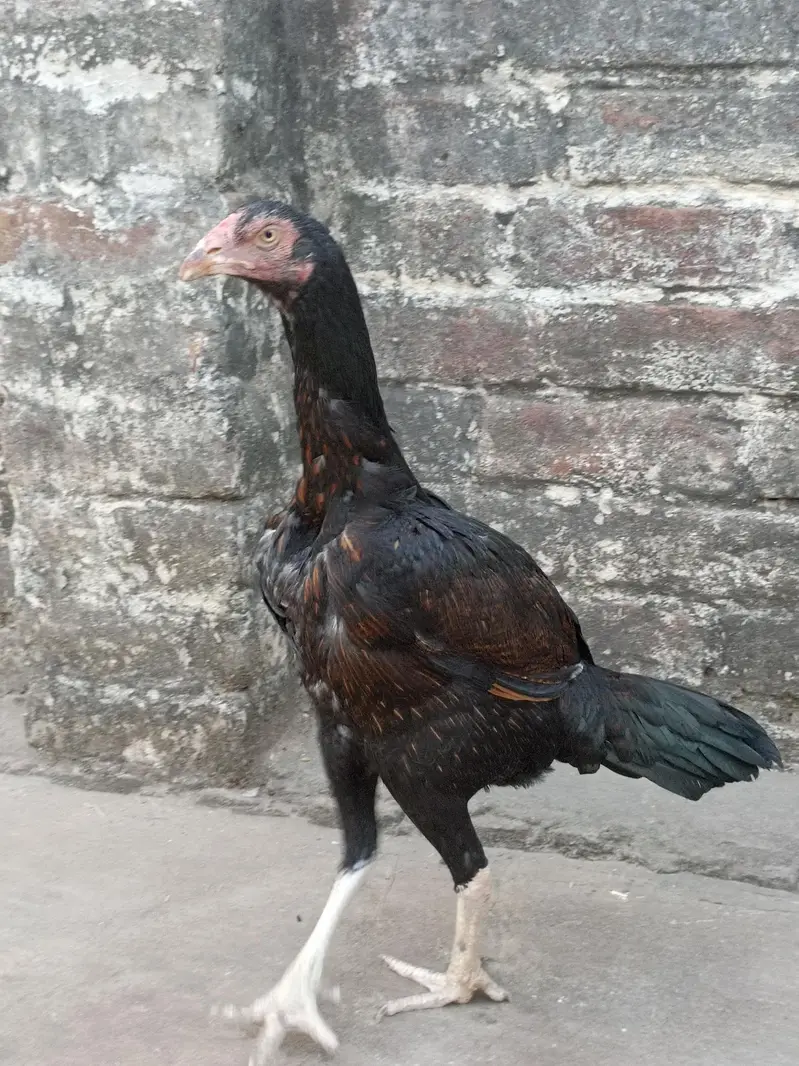 Breeder Female — photo 2
